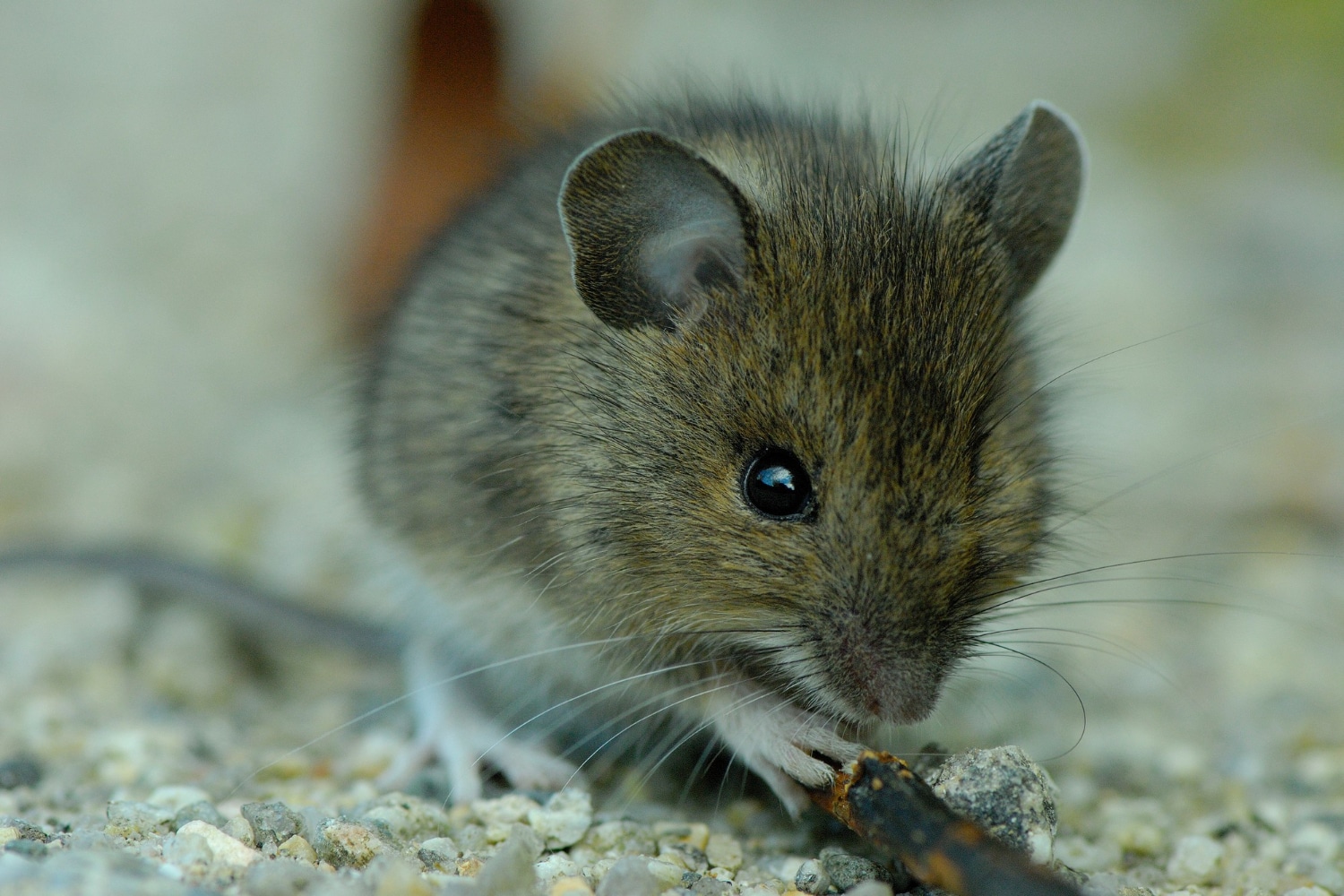 souris pau